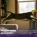 Poudre de taurine pour chat