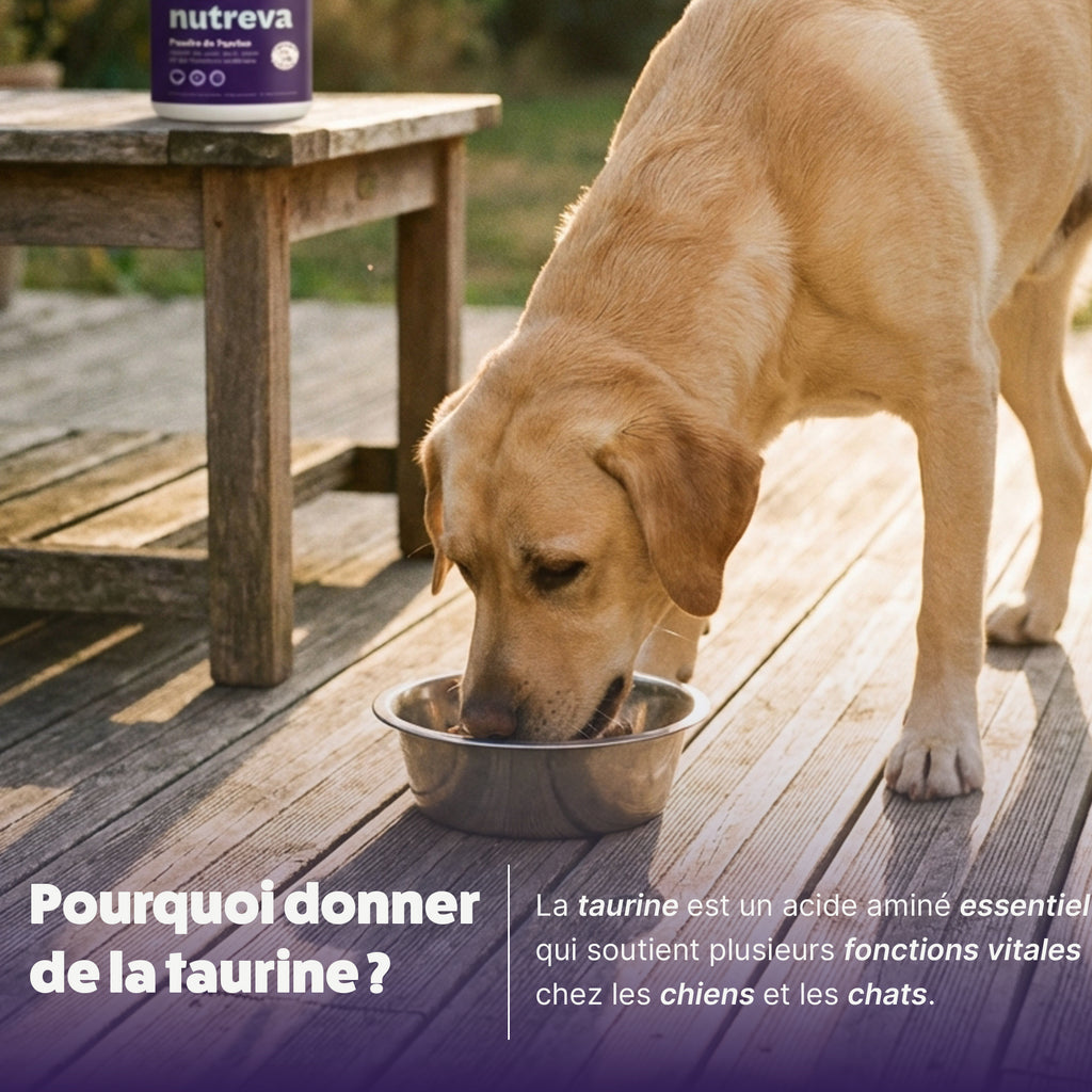 Poudre de taurine pour chien
