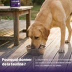Poudre de taurine pour chien