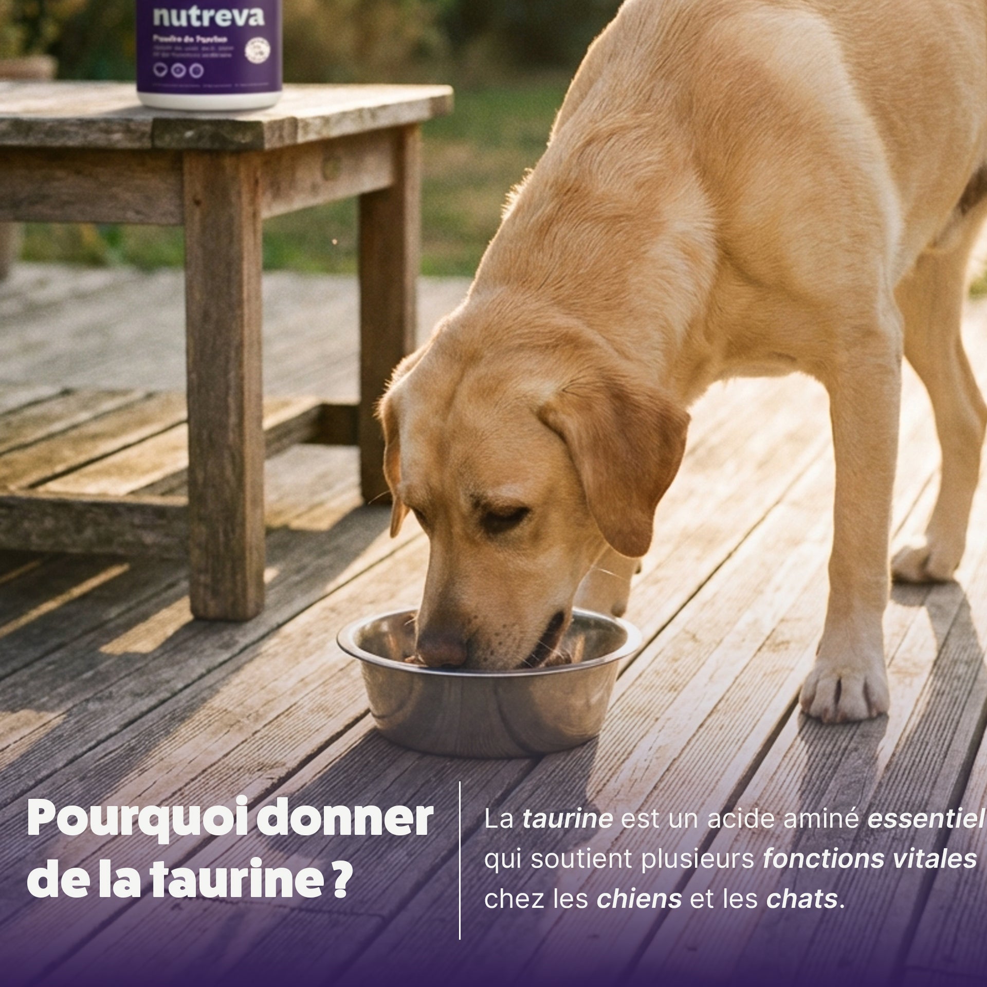 Poudre de taurine pour chien