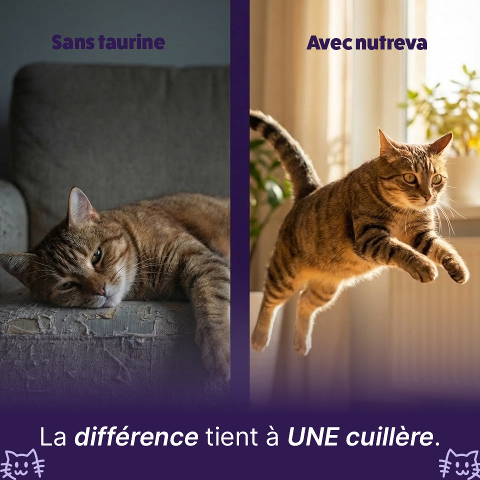 Poudre de taurine pour chat