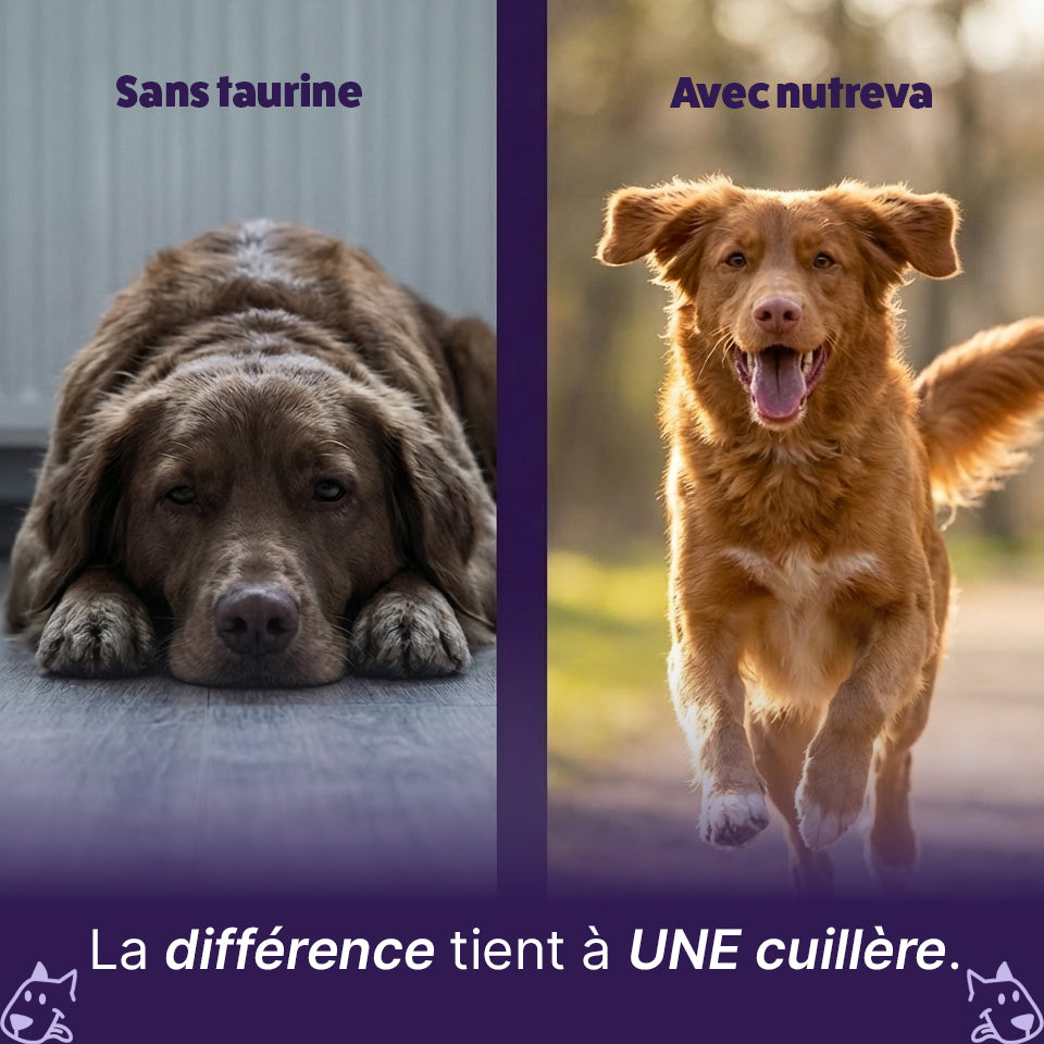 Poudre de taurine pour chien
